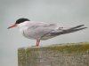 Common Tern at Southend Pier (Steve Arlow) (52665 bytes)